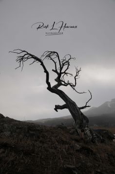 Burmis Tree 1