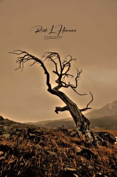 Burmis Tree 2