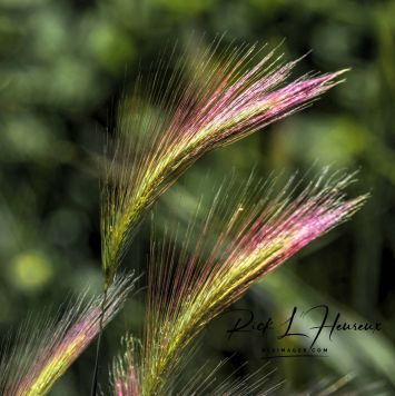 Feathers