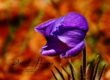 Flowers 5
