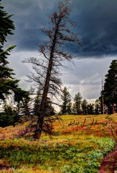 Leaning Tree