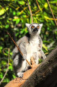 Lemur