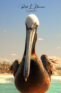 Pelican