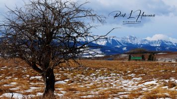 Tree & Homestead
